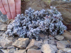 Trichodiadema marlothii