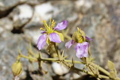Fagonia capensis