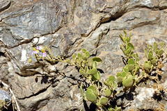 Fagonia capensis