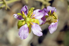 Fagonia capensis