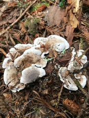 Sarcodon stereosarcinon