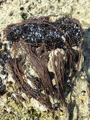 Nemalion elminthoides