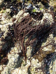 Nemalion elminthoides