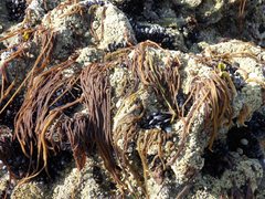 Nemalion elminthoides