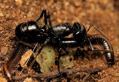 Plectroctena mandibularis