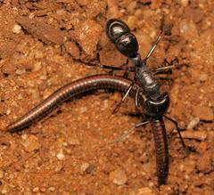 Plectroctena mandibularis