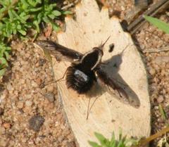 Triplasius lateralis