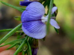 Psoralea triflora