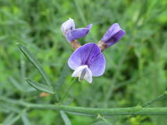 Psoralea triflora