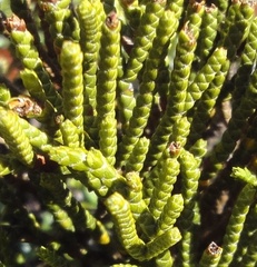 Veronica lycopodioides