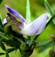Psoralea triflora