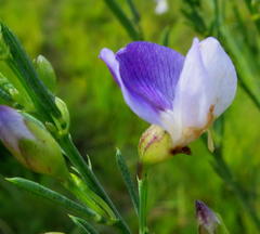 Psoralea triflora