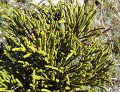 Veronica lycopodioides