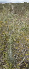 Anginon swellendamense