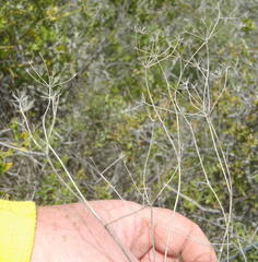 Anginon swellendamense