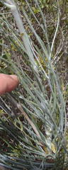 Anginon swellendamense