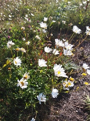 Leucanthemum vulgare