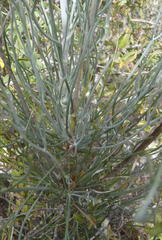 Anginon swellendamense