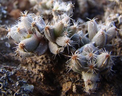 Trichodiadema marlothii