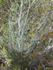 Anginon swellendamense
