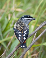 Spotted Pardalote photo 5