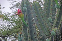 Cereus forbesii