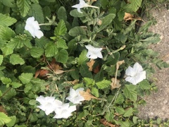 Ruellia metziae