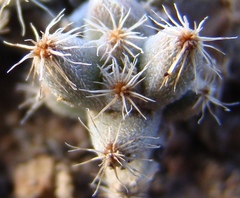 Trichodiadema marlothii