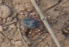 Hyalomma