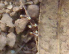 Hyalomma