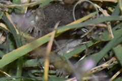 Crocidura suaveolens