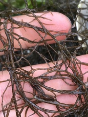 Gracilariaceae