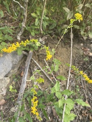 Solidago auriculata