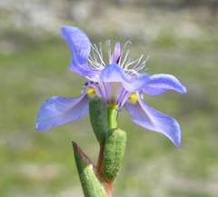 Moraea lugubris