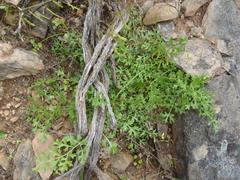 Chamarea