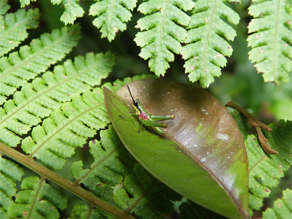 Hylopedetes mirandus
