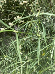 Alternanthera filifolia