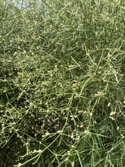 Alternanthera filifolia
