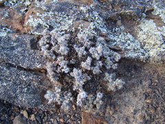 Trichodiadema marlothii