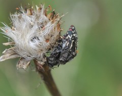 Acmaeodera mudgei