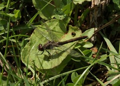 Sympetrum danae