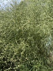 Alternanthera filifolia