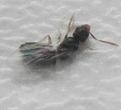 Technomyrmex pallipes