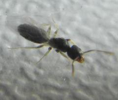 Technomyrmex pallipes
