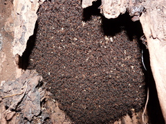 Eciton burchellii