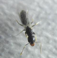 Technomyrmex pallipes