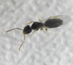 Technomyrmex pallipes