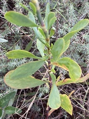 Polygonella macrophylla