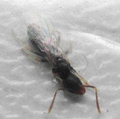Technomyrmex pallipes