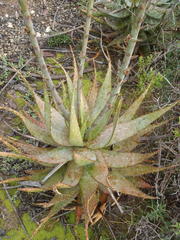 Aloe microstigma microstigma